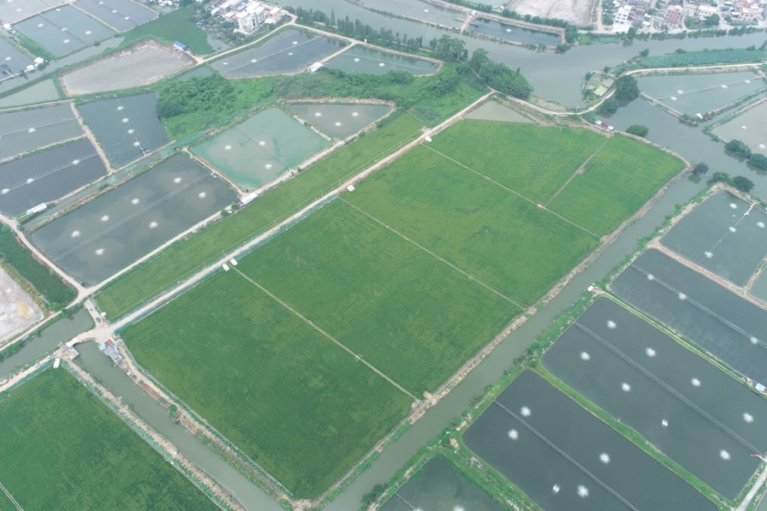 江门新会全域土地综合整治