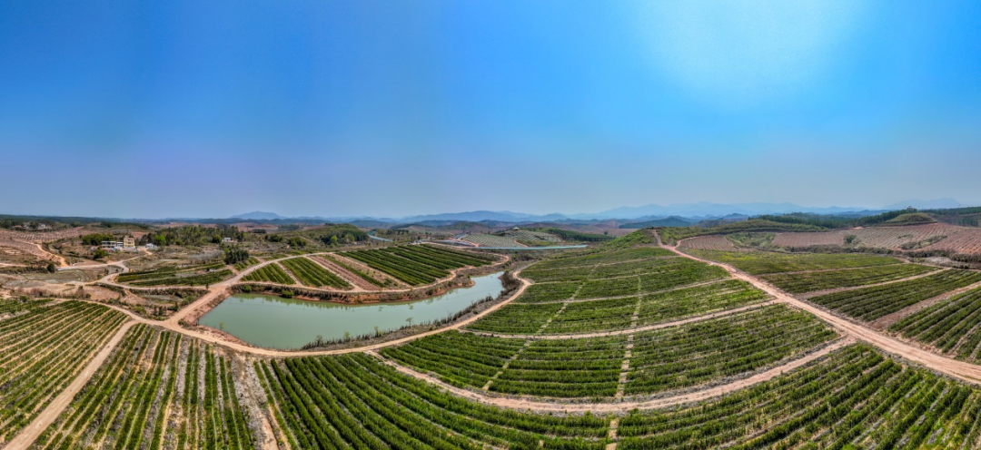 全域土地综合整治，油茶种植基地
