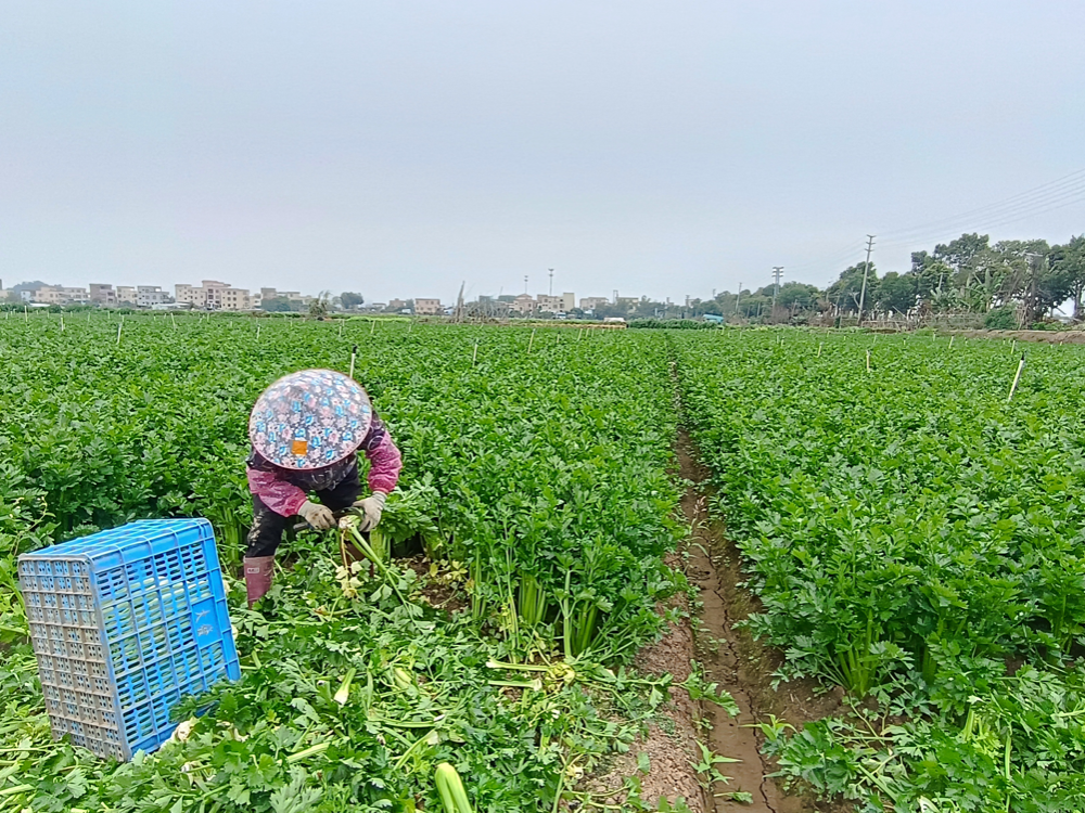 中山坦洲镇全域土地综合整治1 中山坦洲镇全域土地综合整治1