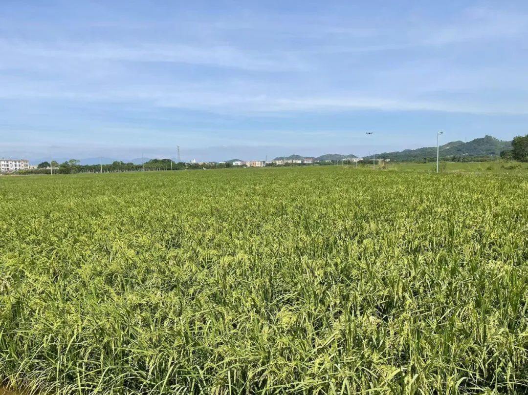 全域土地综合整治,揭阳全域土地综合整治2 全域土地综合整治,揭阳全域土地综合整治2