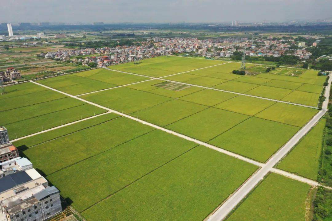 全域土地综合整治，汕尾捷胜全域土地综合整治6