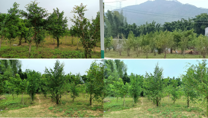 全域土地综合政治,汕尾陆丰全域土地综合整治4 全域土地综合政治,汕尾陆丰全域土地综合整治4