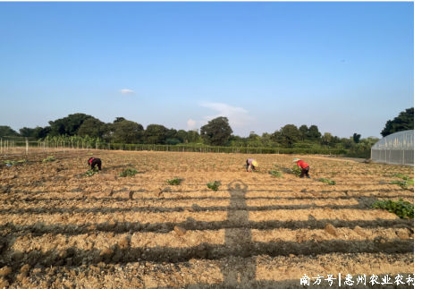全域土地综合整治，惠东全域土地综合整治，白花镇全域土地综合整治，高埠村全域土地综合整治，广东全域土地综合整治2