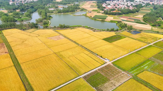 全域土地综合整治,湛江全域土地综合整治,广东全域土地综合整治2 全域土地综合整治,湛江全域土地综合整治,广东全域土地综合整治2