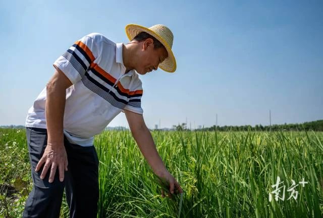 田长制，广东田长制，广州田长制，全域土地综合整治，广东全域土地综合整治1