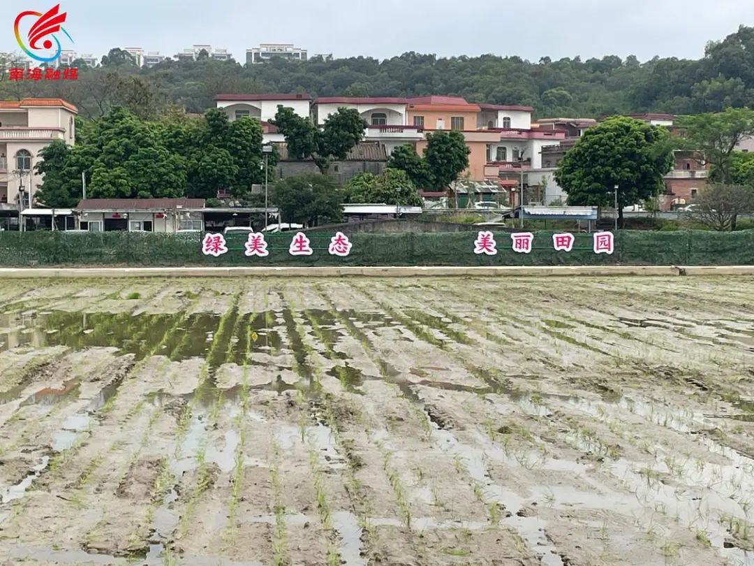 全域土地综合整治,南海全域土地综合整治2 全域土地综合整治,南海全域土地综合整治2