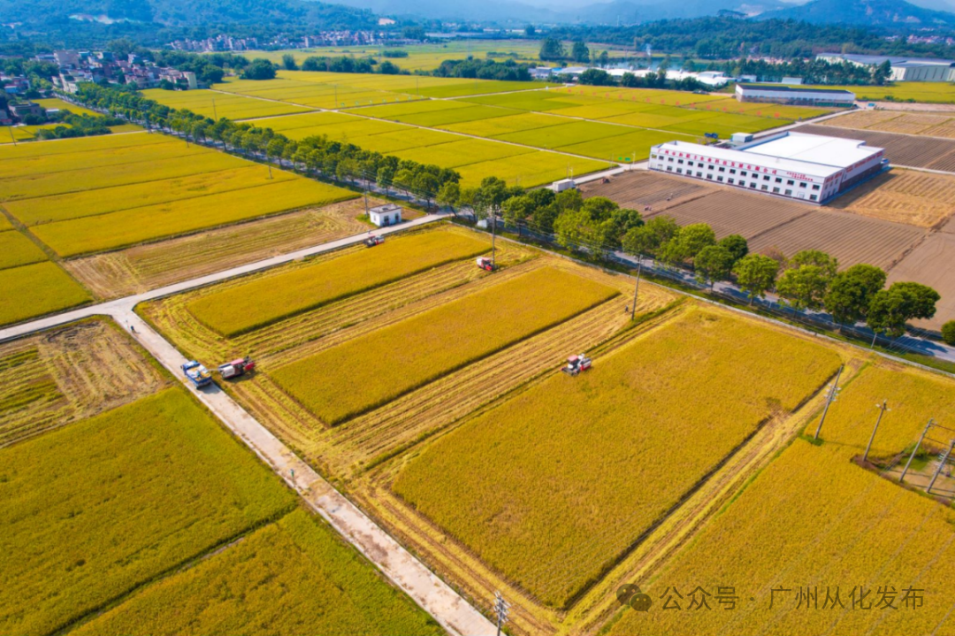 全域土地综合整治，从化全域土地综合整治，百千万工程，从化百千万工程8