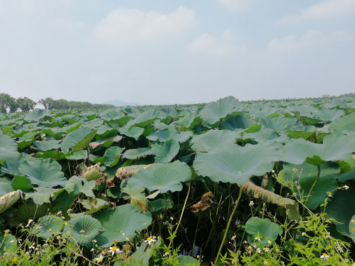 全域土地综合整治，广东全域土地综合整治，南沙全域土地综合整治3
