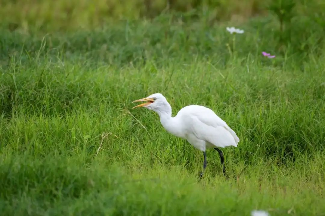 全域土地综合整治,珠海全域土地综合整治,广东全域土地综合整治,珠海生态修复,三角岛生态修复7 全域土地综合整治,珠海全域土地综合整治,广东全域土地综合整治,珠海生态修复,三角岛生态修复7