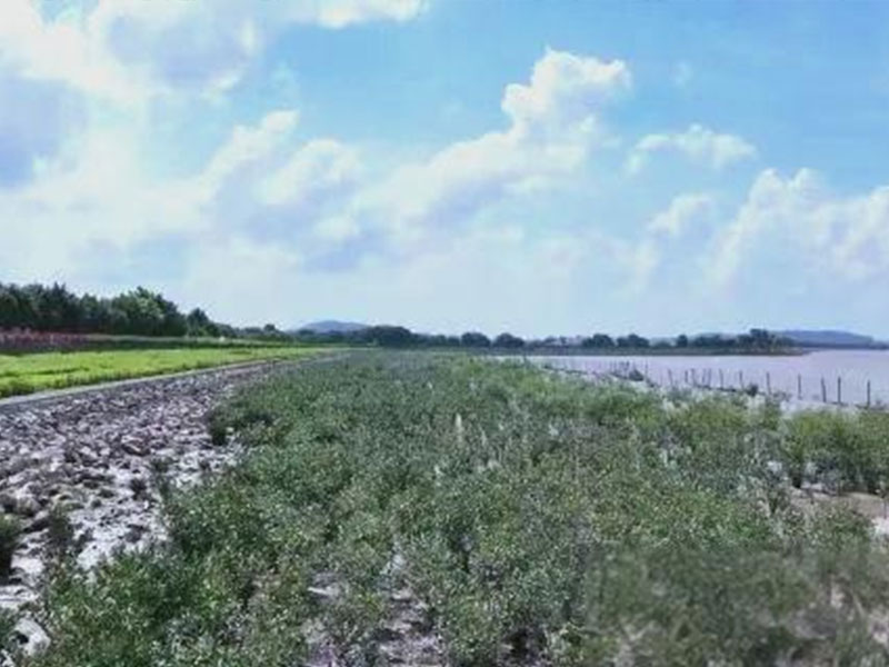 全域土地综合整治，广州全域土地综合整治，番禺全域土地综合整治5