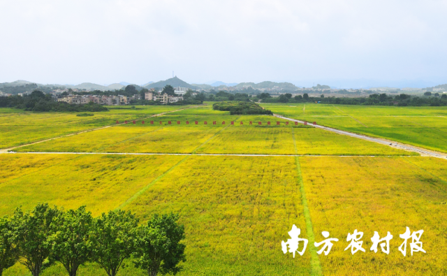全域土地综合整治，广东全域土地综合整治，土地日4