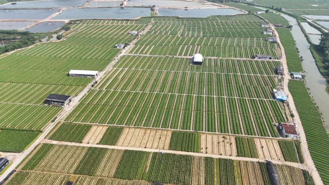 全域土地综合整治，高要全域土地综合整治，肇庆全域土地综合整治2