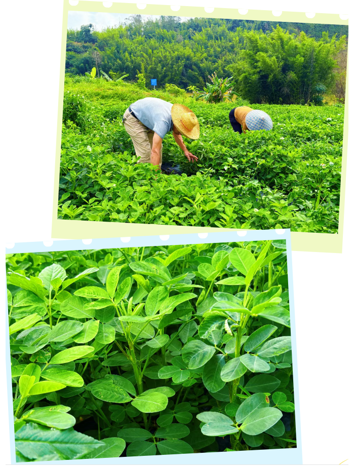 全域土地综合整治，广东全域土地综合整治，肇庆全域土地综合整治，广宁全域土地综合整治8