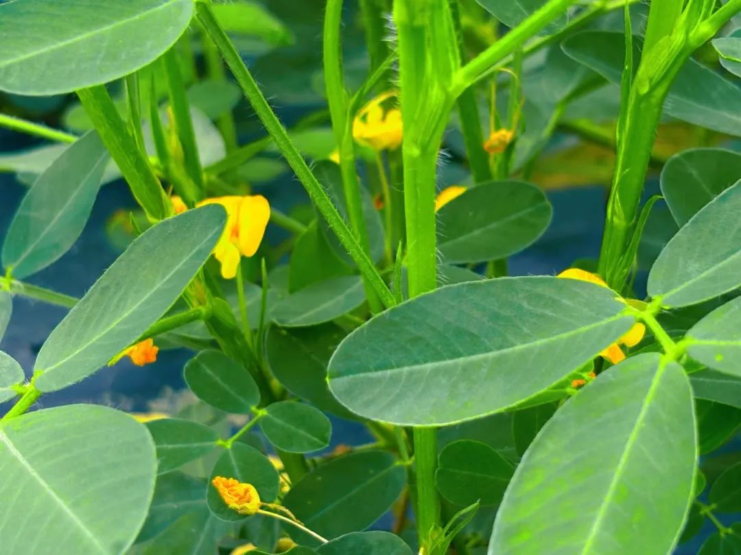 全域土地综合整治，广东全域土地综合整治，肇庆全域土地综合整治，广宁全域土地综合整治9