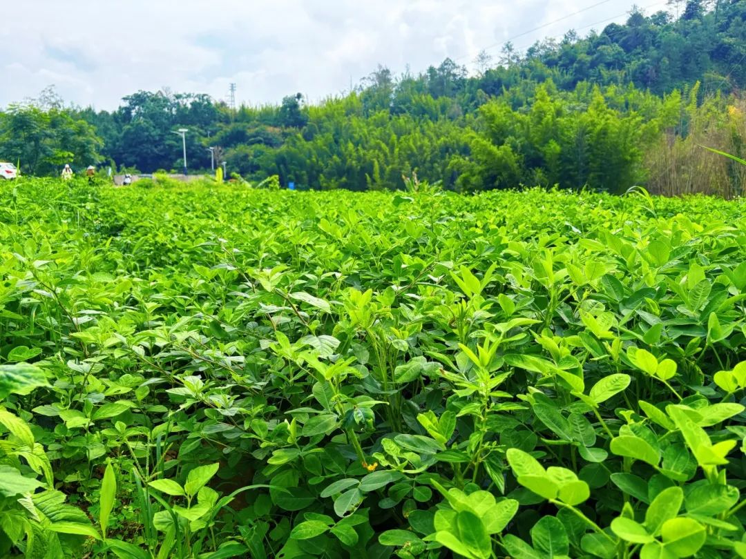 全域土地综合整治，广东全域土地综合整治，肇庆全域土地综合整治，广宁全域土地综合整治11
