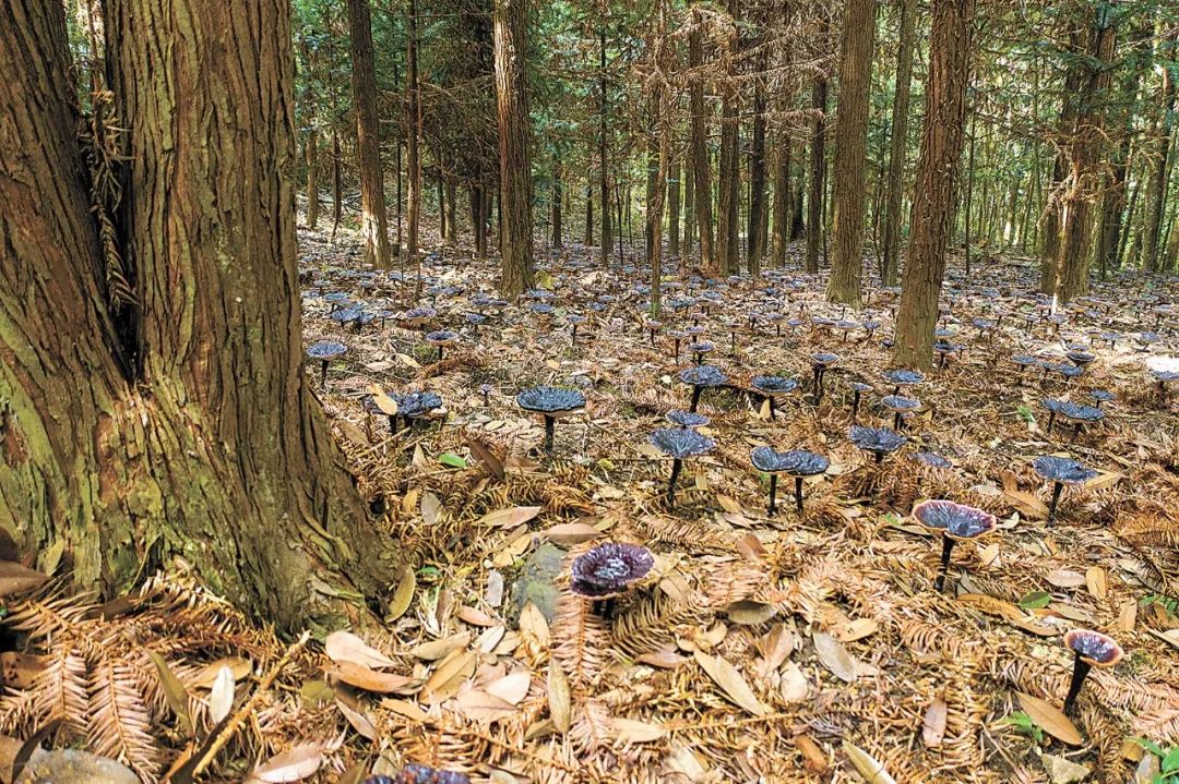 全域土地综合整治，广东全域土地综合整治，林改，广东林改5